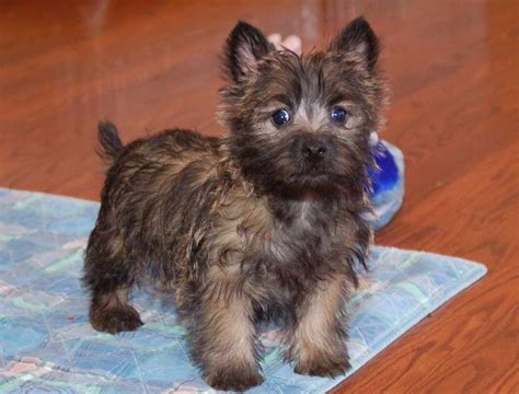 Cairn Terrier Puppies For Sale Ohio West Highland Terrier Puppies For Sale.  Cairn Terrier Puppies For Sale Ohio